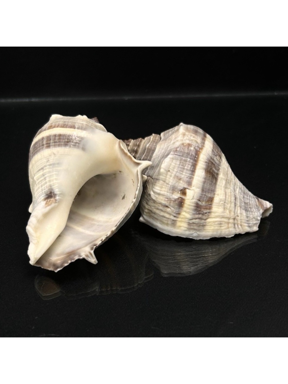 Florida Crown Conch Shells Lot of 2 Ocean Decor for Bathroom Beach house 67 mm